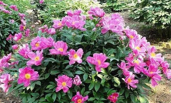 如何栽培和养护芍药