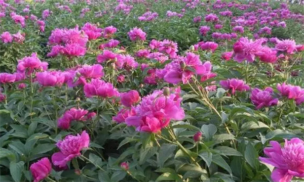 芍药的养护与管理