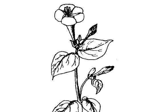 花卉的功效与作用