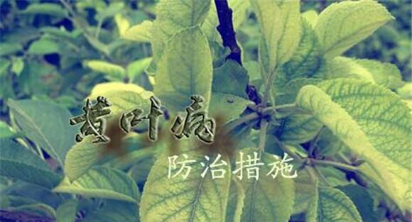 苹果黄叶病症状