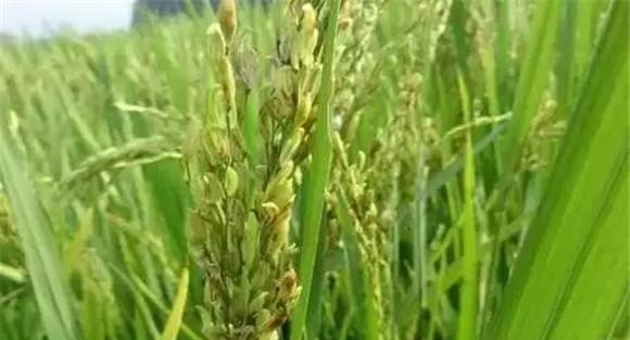 水稻颖壳不闭合、不灌浆怎么办