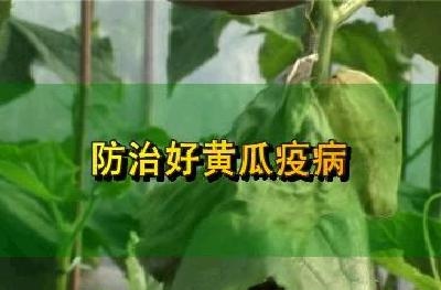 黄瓜疫病防治