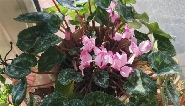 仙客来夏季如何养护