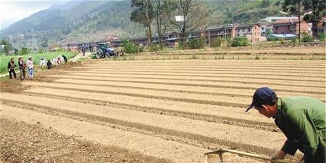 种植薄荷如何选地整地