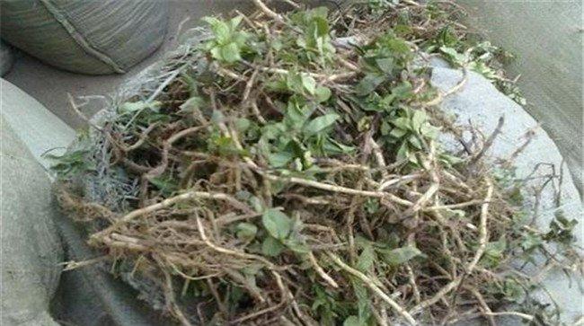 薄荷的繁殖方法
