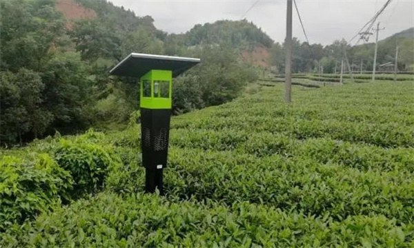 怎样进行茶园生态控制