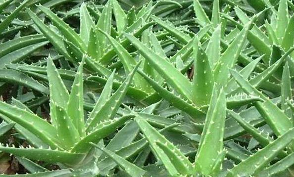 芦荟的作用与功效