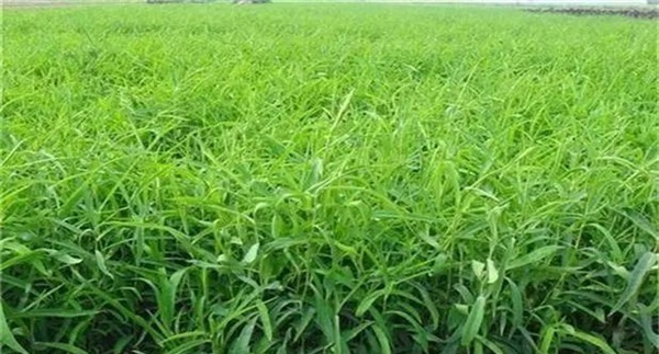 繁殖方法
