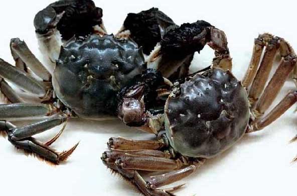 大闸蟹