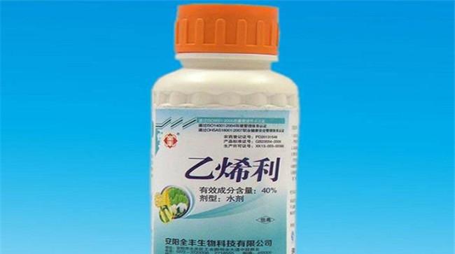 黄瓜为什么要喷乙烯利
