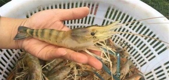 沼虾有何优点