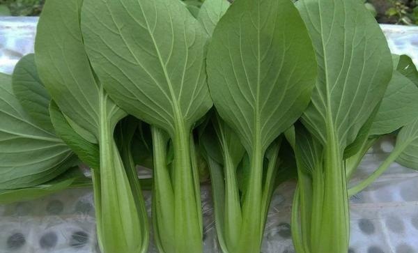 小白菜种类有哪些
