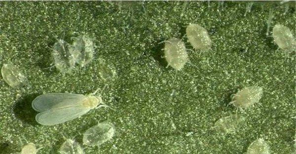 白粉虱怎么治