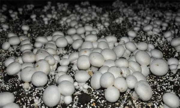 双孢蘑菇出菇时发生死菇