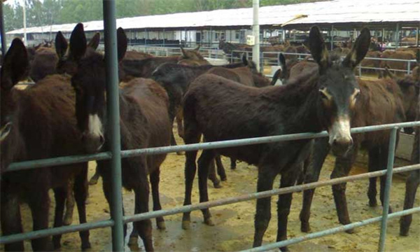 肉驴养殖场分区