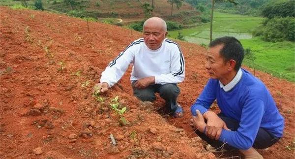茶苗移栽后要进行培土