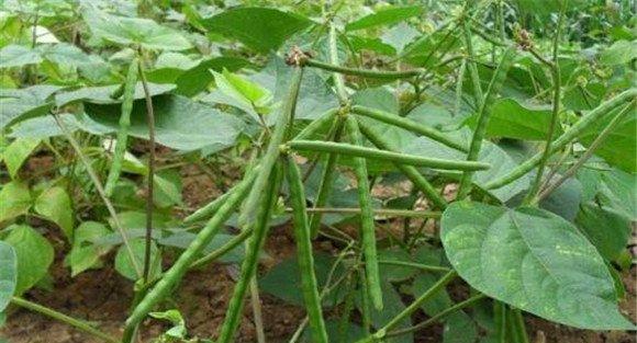 绿豆地膜覆盖高产栽培方法