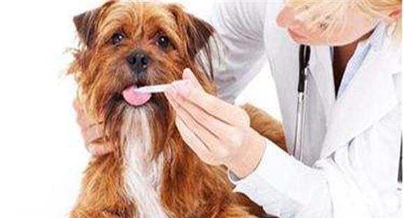 犬冠状病毒用什么药治疗