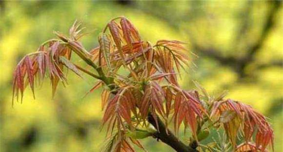 香椿