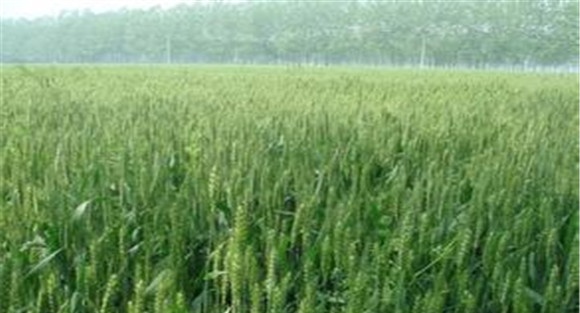 小麦除草剂什么时候打最好