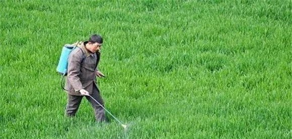 小麦除草剂有哪些品种