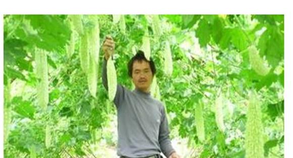 如何种植苦瓜，苦瓜种植方法技巧