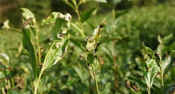 茶饼病的防治方法