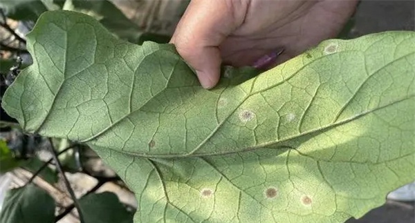 茄子叶霉病是什么原因引起的