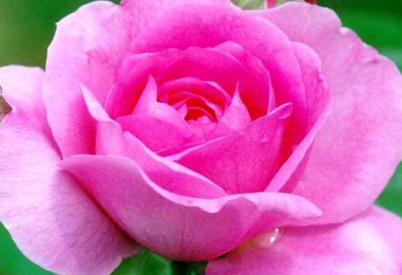 玫瑰花栽培技术 玫瑰的养殖方法