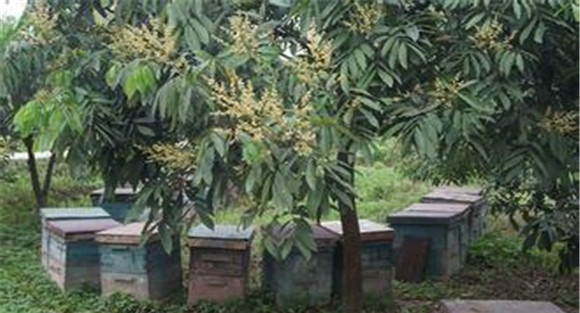 龙眼栽培