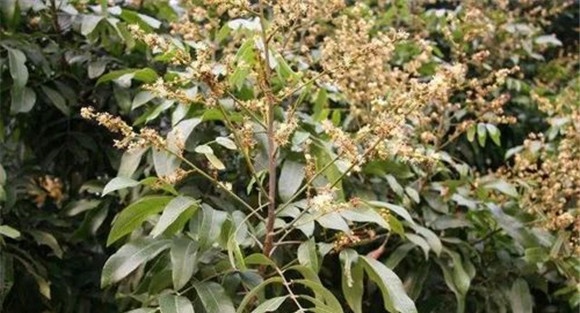 龙眼的壮花保果技术