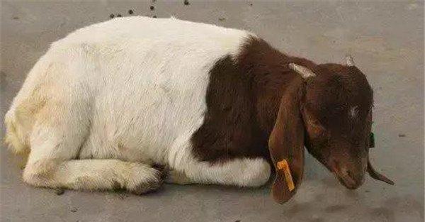 羊黑疫的症状与治疗方法