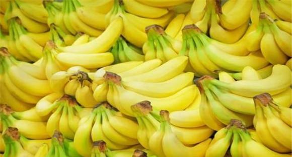 香蕉的生物学特点