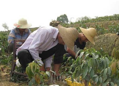 荔枝育苗技术