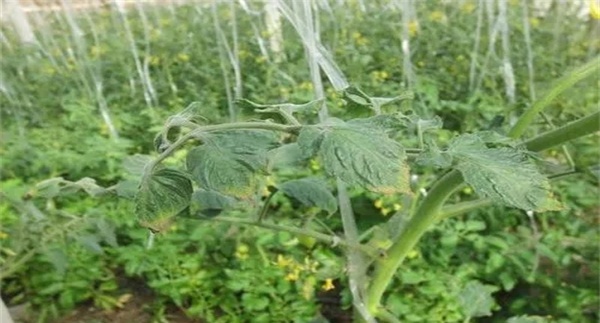 对大棚番茄浇水后出现黄化和萎蔫等现象的探讨