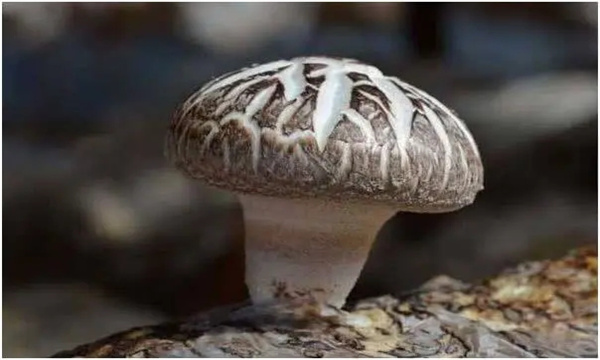 栽培香菇时，形成花菇的条件是什么