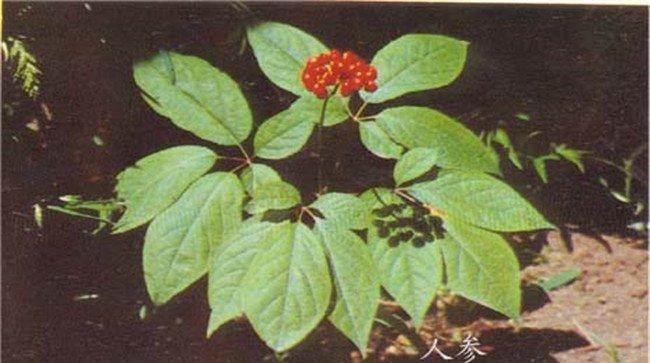 人参黑斑病的药物防治