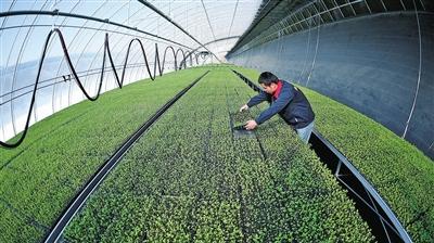 西芹育苗技术