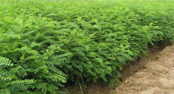 紫穗槐种子种植方法
