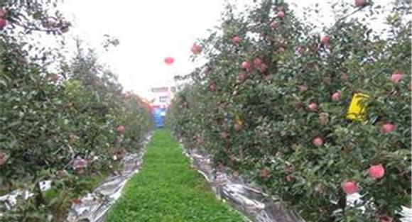 果园管理增效方法