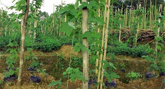 葛根种植技术与管理方法