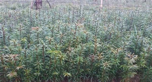 红豆杉有性繁殖方法