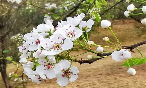 梨树适宜的采花时间是什么时候
