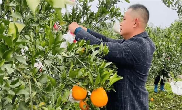耙耙柑套袋前打什么药