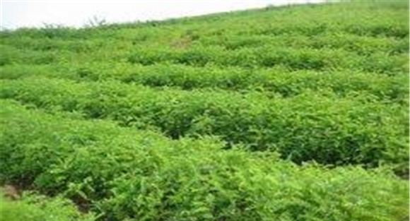 刺槐育苗技术
