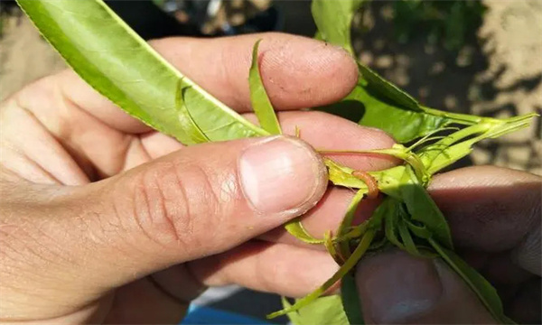 桃小食心虫有何为害特点