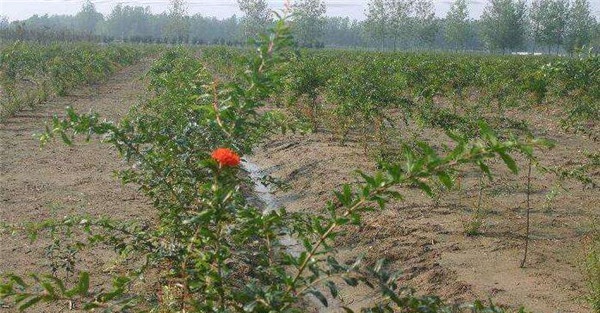 石榴灌水与排涝