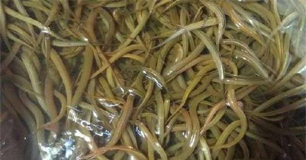 黄鳝与周围环境的关系