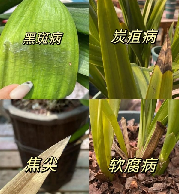 兰花的主要病虫害及防治办法
