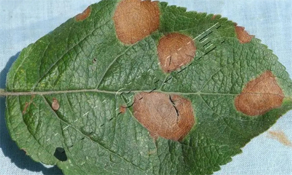 苹果轮斑病